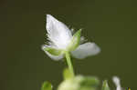 Small-leaf spiderwort